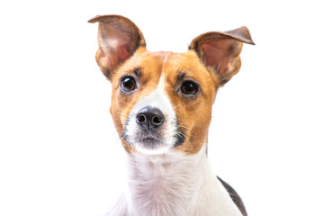 Closeup Portrait Jack Russell Terrier, standing in front, isolated white background