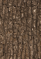 Baumrinde