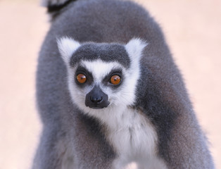 Ring Tailed Lemur Running Towards the Camera Close Up