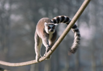 Ring Tailed Lemur Running Along a Rope 