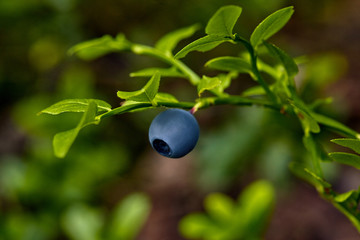 Ripe and ready wild blueberries on the bush - selective focus