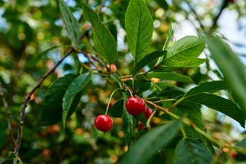 fresh cherries hanging on tree