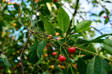 fresh cherries hanging on tree