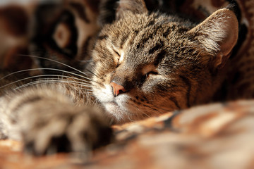 Close up peacefully sleeping in a bed cat. Under the warm direct sunshine. Closed eyes, nose closely, unfocused paws