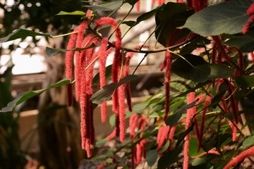 Acalypha hispida (Chenille plant)
