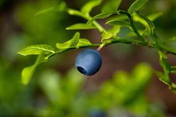 Ripe and ready wild blueberries on the bush - selective focus