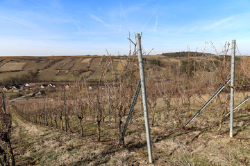 Vineyards. Vineyards in the winter in Germany.