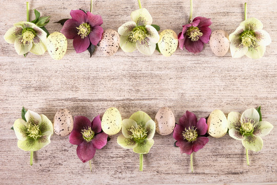 Retro easter background. Frame with purple and white spring flowers of hellebore or lenten roses