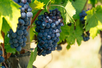 Naklejka premium Vineyards of Italy grape and winery on a sunny day in Tuscany. Italian wine making, summer outdoor landscape