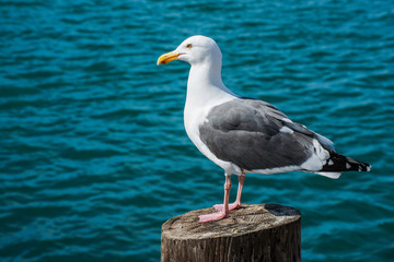 Fototapeta premium Seagull 