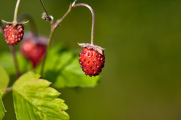 Organic wild ripe strawberry in forest.Macro shot, focus on a foreground, blurred background