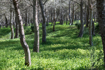 Forest trees with green vegetation.