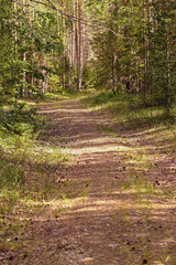 Beautiful landscape of pine forest in summer day. The tall trees of the pine trees growing in the old forest.