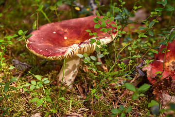 Close-up view of mushroom on the ground in the forest, purposely blurred