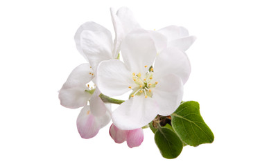 apple flower isolated