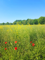 Red Poppy flower in meadow field