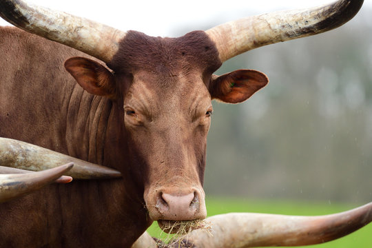 Ankole Watusi cattle