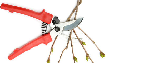 Garden shears and tree twig isolated on white background. Wide photo. Free space for text.