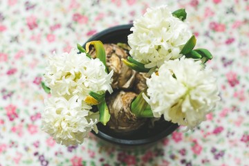A beautiful potted home plant began to bloom from many small flowers. A pot with a plant stands on...