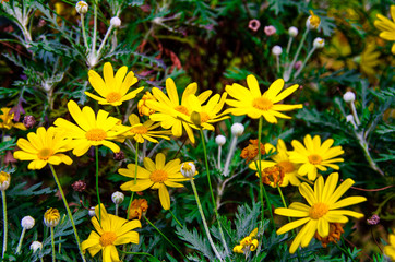 flowers in the garden