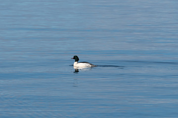 Swimming Goosander duck