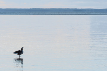 Canadian Goose standing in the water