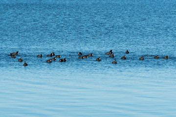 Coots together in a flock