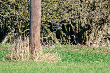 Bird of prey Kestrel (Falco tinnunculus)