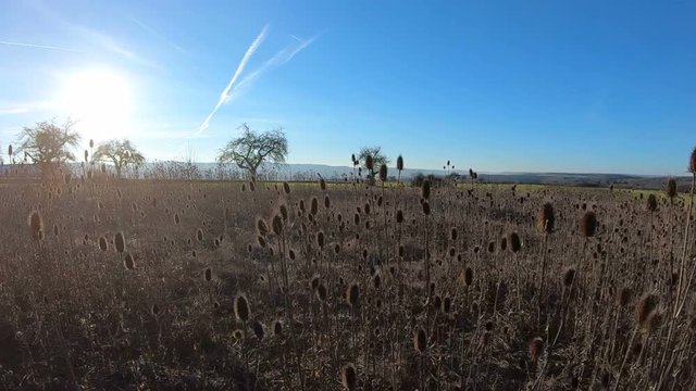 Wilde Karde (Dipsacus fullonum), Bl&uuml;tenstand, Gang mit Handkamera, 