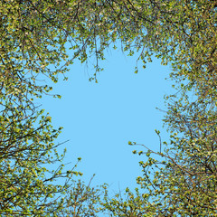 Spring background. Blooming branches of apple tree on a sunny day. View of the tops of apple trees from below on background of blue sky. Fruit trees are planted around. Copy space