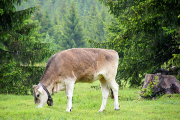 Im Wald