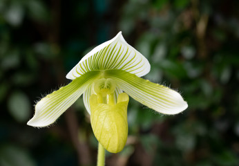 Close up of green and white striped lady slipper orchid flower in selective focus