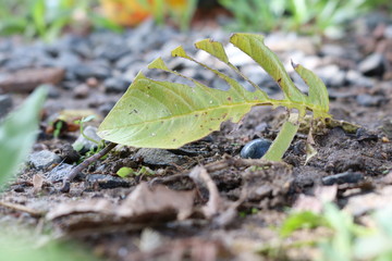 frog on leaf