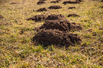 Mole hills on a meadow