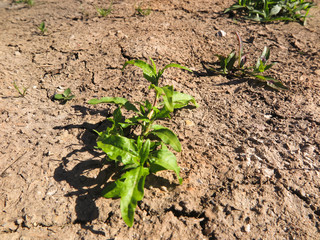 cracked clay soil with few plants