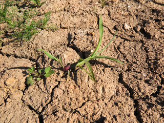 cracked clay soil with few plants
