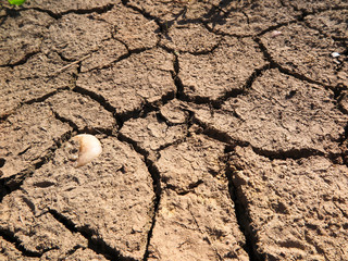 cracked clay soil with few plants