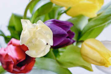 Bouquet of beautifull multicolored tulips blured on a white background for wedding day or other celebrations, macro
