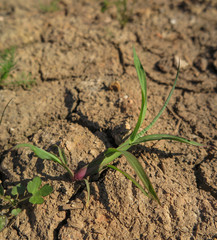cracked clay soil with few plants as a background