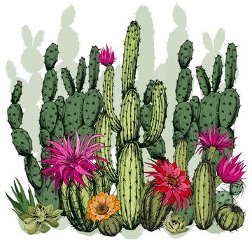 Green succulents and cactus plants with flowers. Hand drawn vector on white background.