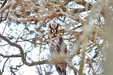 Long-eared Owl in the wild in Ontario, Canada