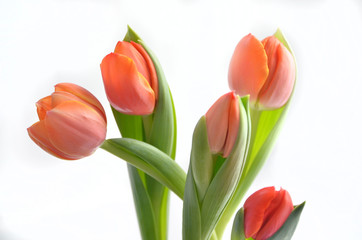 colorful tulip flowers background