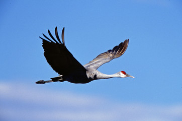 Sandhill Crane in-flight Bosque del Apache National Wildlife Refuge
