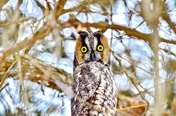 Long-eared Owl in the wild in Ontario, Canada