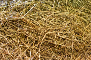 Close up of golden hay