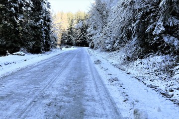 Logging Road in Winter