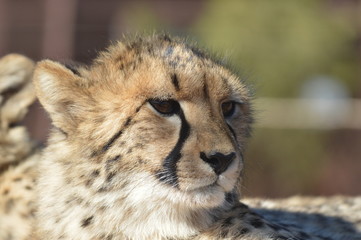 A young cute Cheetah portrait during a safari in a game reserve in South Africa