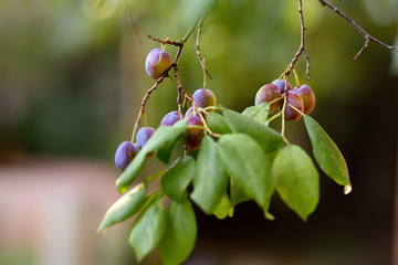 Branch of a plum tree with fruits hanging on it in the garden