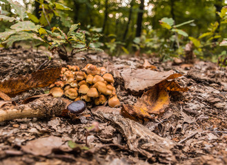 A chestnut near a bunch of mushrooms in a forest