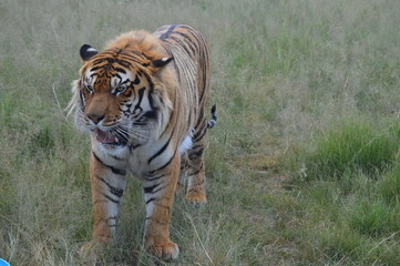 Fototapeta na wymiar Close up Portrait of a cute Bengal Tiger in South Africa